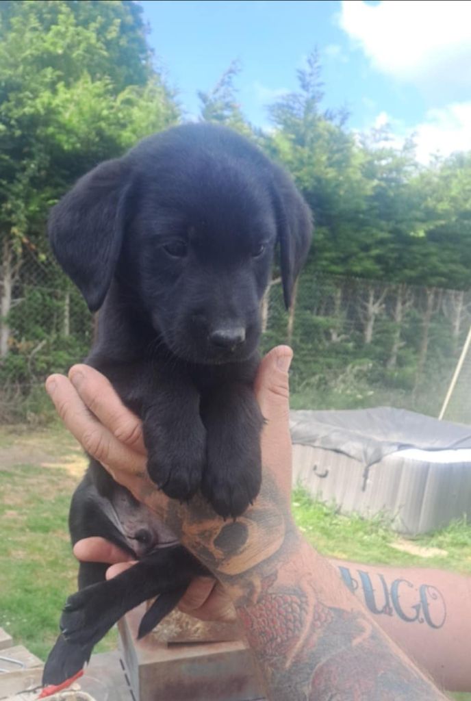 Du Chemin Du Petit Neuilly - Chiots disponibles - Labrador Retriever
