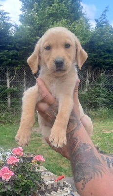 CHIOT 3