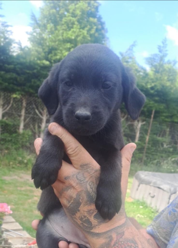 Du Chemin Du Petit Neuilly - Chiots disponibles - Labrador Retriever