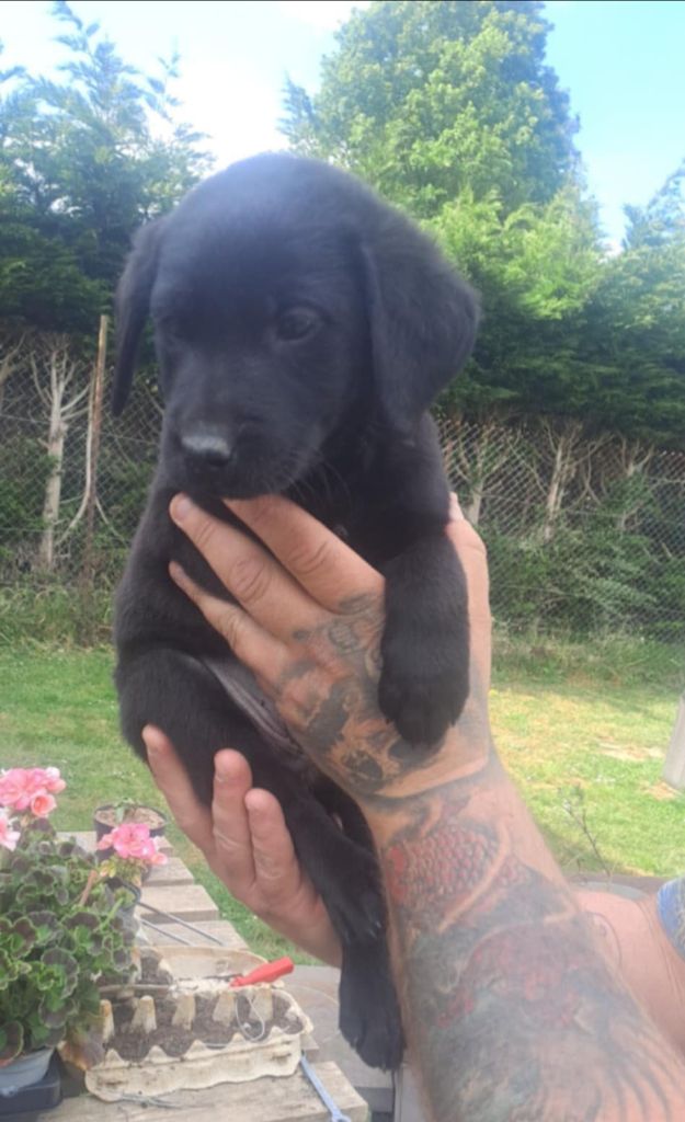 Du Chemin Du Petit Neuilly - Chiots disponibles - Labrador Retriever